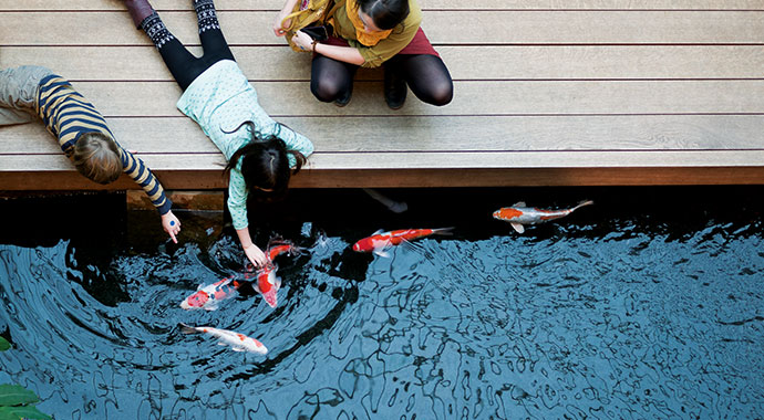 Two children bend over a koi pond.