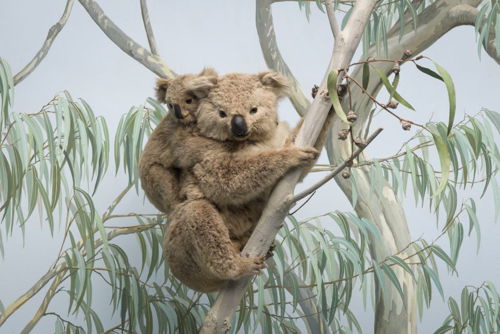Weiblicher Koala mit Jungtier auf dem Rücken. Ein Ausstellungsstück in der Ausstellung "Junge Wilde"