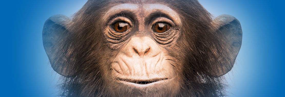Präparierter Schimpanse