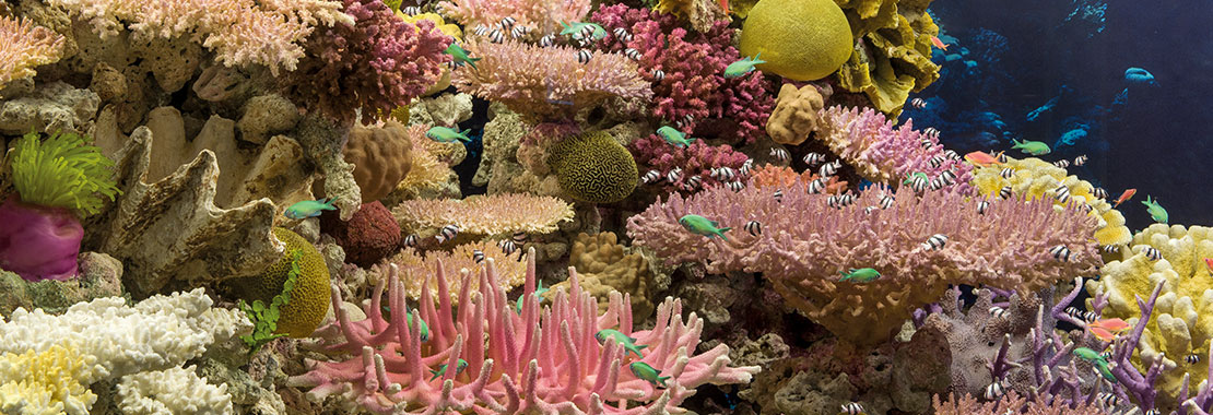 Korallenriff mit kleinen Fischen.