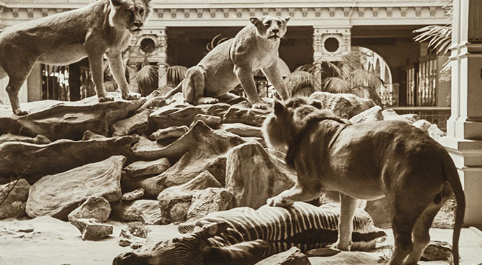 Diorama einer Löwengruppe um erlegtes Zebra mit Palmen im Hintergrund.Dieses wurde leider in der Geschichte des Hauses zerstört