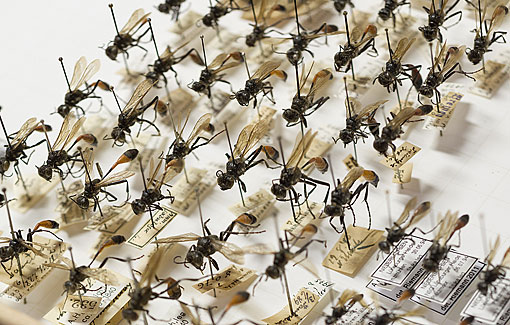 Insekten mit Etiketten in einem Insektenkasten