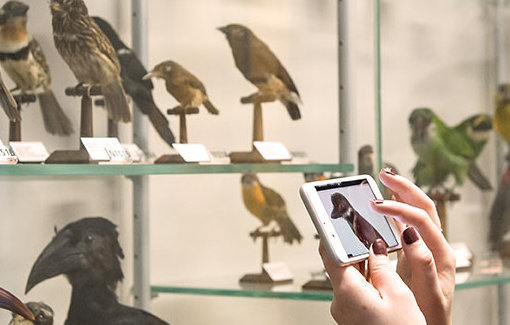 Besucherin mit Mediaguide im Schaumagazin vor Vitrine mit Vögeln