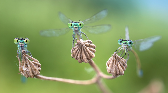 Drei Libellen sitzen auf einer Blüte. Mit ihren großen Augen schauen sie einen direkt an.