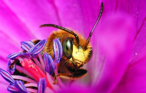 Schenkelbiene auf einer Blüte.